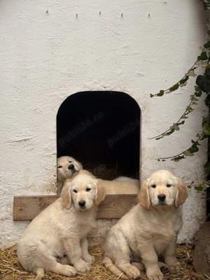 Pui Golden Retriever