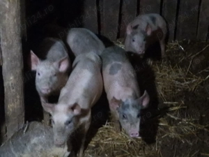 Purcei de vânzare 3luni și 2saptamani - imagine 2