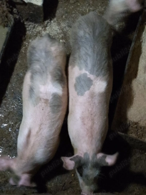 Purcei de vânzare 3luni și 2saptamani - imagine 4