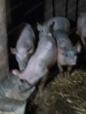 Purcei de vânzare 3luni și 2saptamani