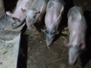 Purcei de vânzare 3luni și 2saptamani - imagine 3