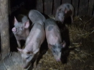 Purcei de vânzare 3luni și 2saptamani - imagine 5
