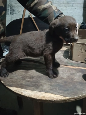 Vând căței Labrador Retriever Ciocolatii - imagine 2
