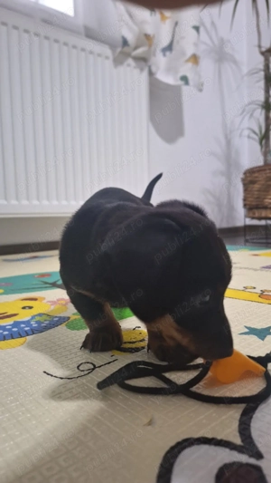 Fetita Teckel 7 săptămâni  - imagine 2