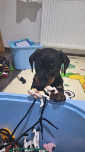 Fetita Teckel 7 săptămâni  - imagine 3