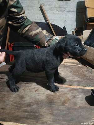 Vând căței Labrador Retriever Ciocolatii - imagine 3