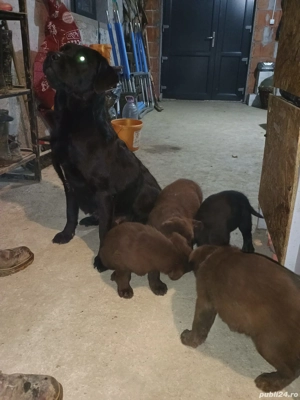 Vând căței Labrador Retriever Ciocolatii - imagine 4