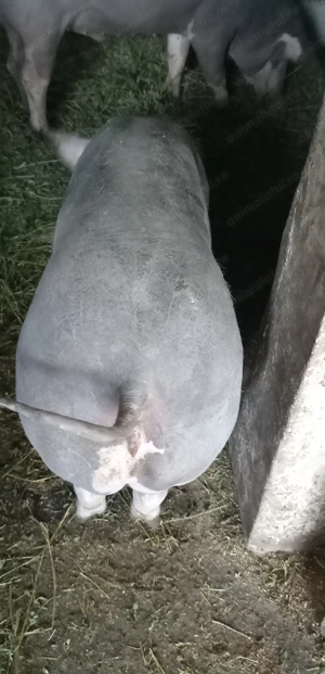 Porci, purcei  - imagine 2