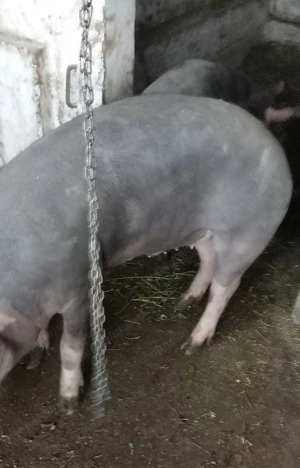 Porci, purcei  - imagine 3