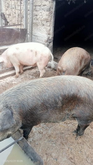 Vând porci crescuți bio 