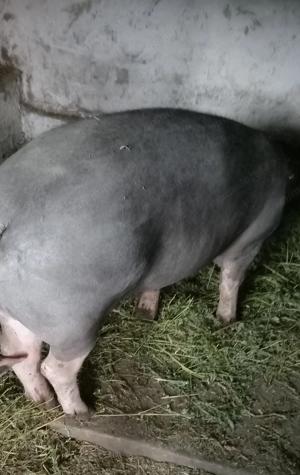 Porci, purcei  - imagine 6