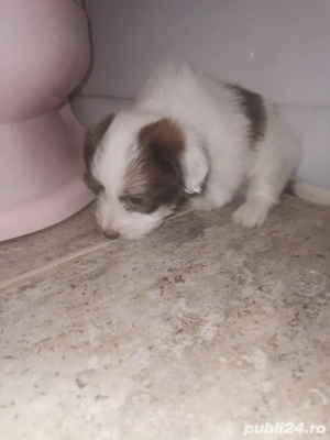 Bichon baiat - imagine 2