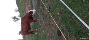 vaca de vanzare   5 ani gestanta in 5 luni.        - imagine 3