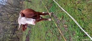 vaca de vanzare  4ani