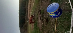 vaca de vanzare   5 ani gestanta in 5 luni.        - imagine 2