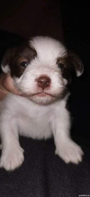 Bichon baiat - imagine 3