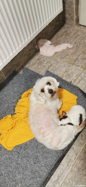 Bichon baiat - imagine 4