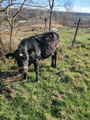 Vițică de vanzare preț negociabil  - imagine 2