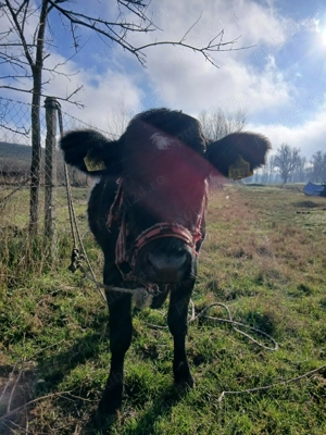 Vițică de vanzare preț negociabil  - imagine 5