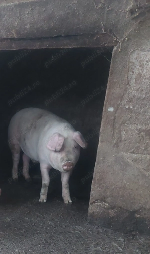Vând porc Landrace pentru sacrificat - imagine 2