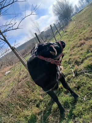 De vânzare vițică 1 an și 4 luni - imagine 4