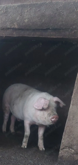 Vând porc Landrace pentru sacrificat - imagine 5