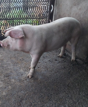 Vând porc Landrace pentru sacrificat - imagine 3