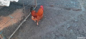 vând curcanii și cocoșii țărănești  - imagine 4