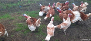 vând curcanii și cocoșii țărănești 