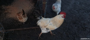 vând curcanii și cocoșii țărănești  - imagine 2