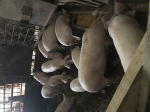 Purcei de vânzare  - imagine 4