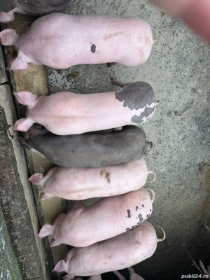 vând porci între 100-130 kg - imagine 2