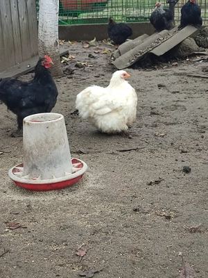 Vând cochinchina pitic... - imagine 3