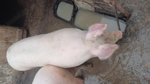 Vând porc mascul 150kg