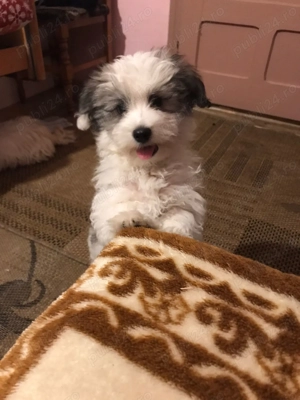 Băiețel Bichon havanez  - imagine 5