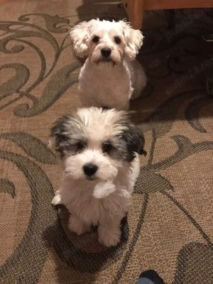 Băiețel Bichon havanez  - imagine 3