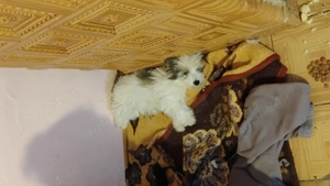 Băiețel Bichon havanez  - imagine 6