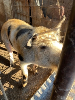 Vand porc Goranu, Valcra