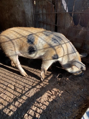 Vand porc Goranu, Valcra - imagine 4