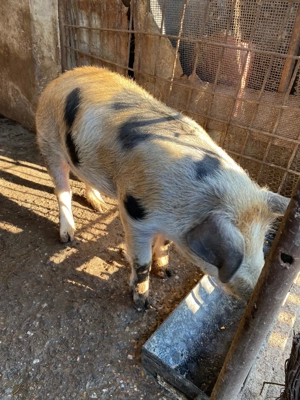 Vand porc Goranu, Valcra - imagine 3