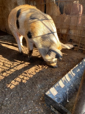 Vand porc Goranu, Valcra - imagine 5