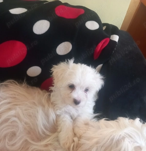 Vând Bisoni Maltezi  - imagine 3