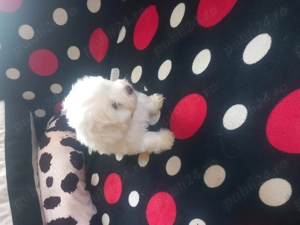 Vând Bisoni Maltezi  - imagine 5