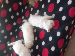 Vând Bisoni Maltezi  - imagine 4