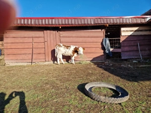 Bălțată românească 6 luni - imagine 4