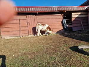 Bălțată românească 6 luni - imagine 2