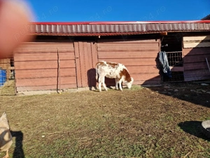 Bălțată românească 6 luni