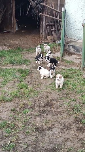 Vand catei de paza - imagine 2