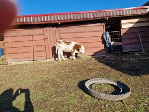 Bălțată românească 6 luni - imagine 3