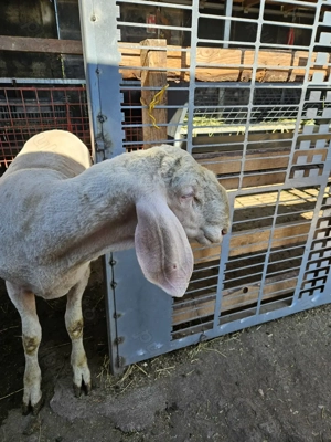 Berbec Bergamasca  - imagine 5